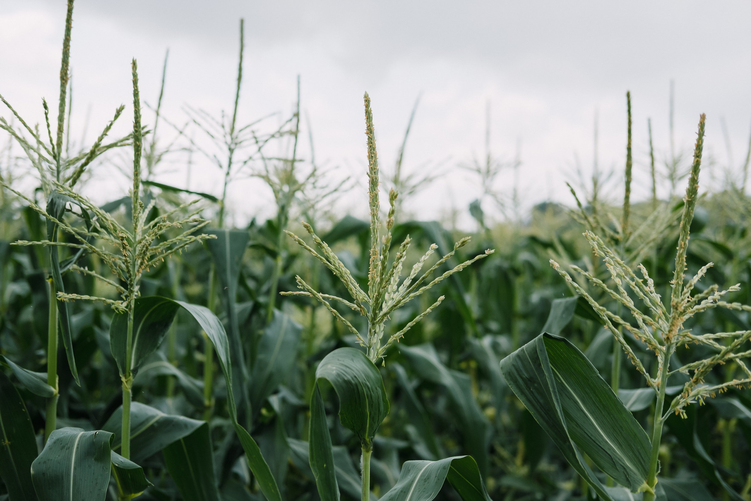Sweet corn in the foreground, with taller field corn in the background.