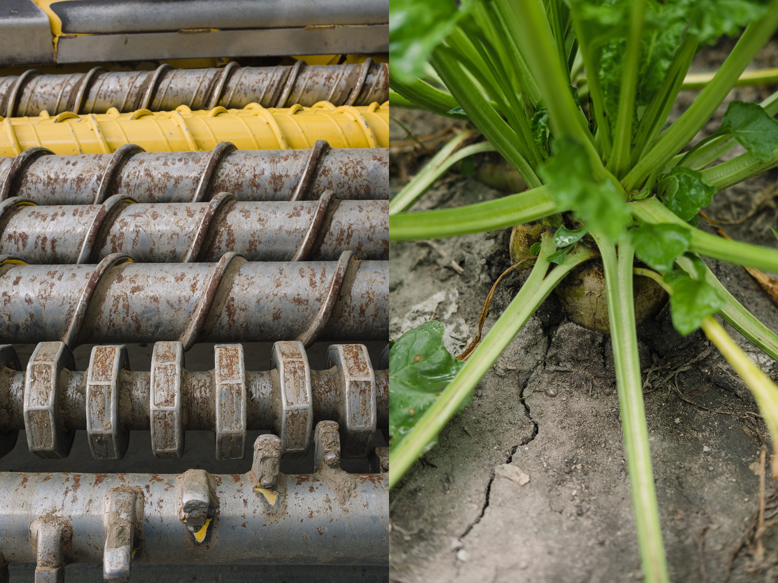 Left: the front end of the Maus. Right: A sugar beet, which will eventually face some serious German efficiency.
