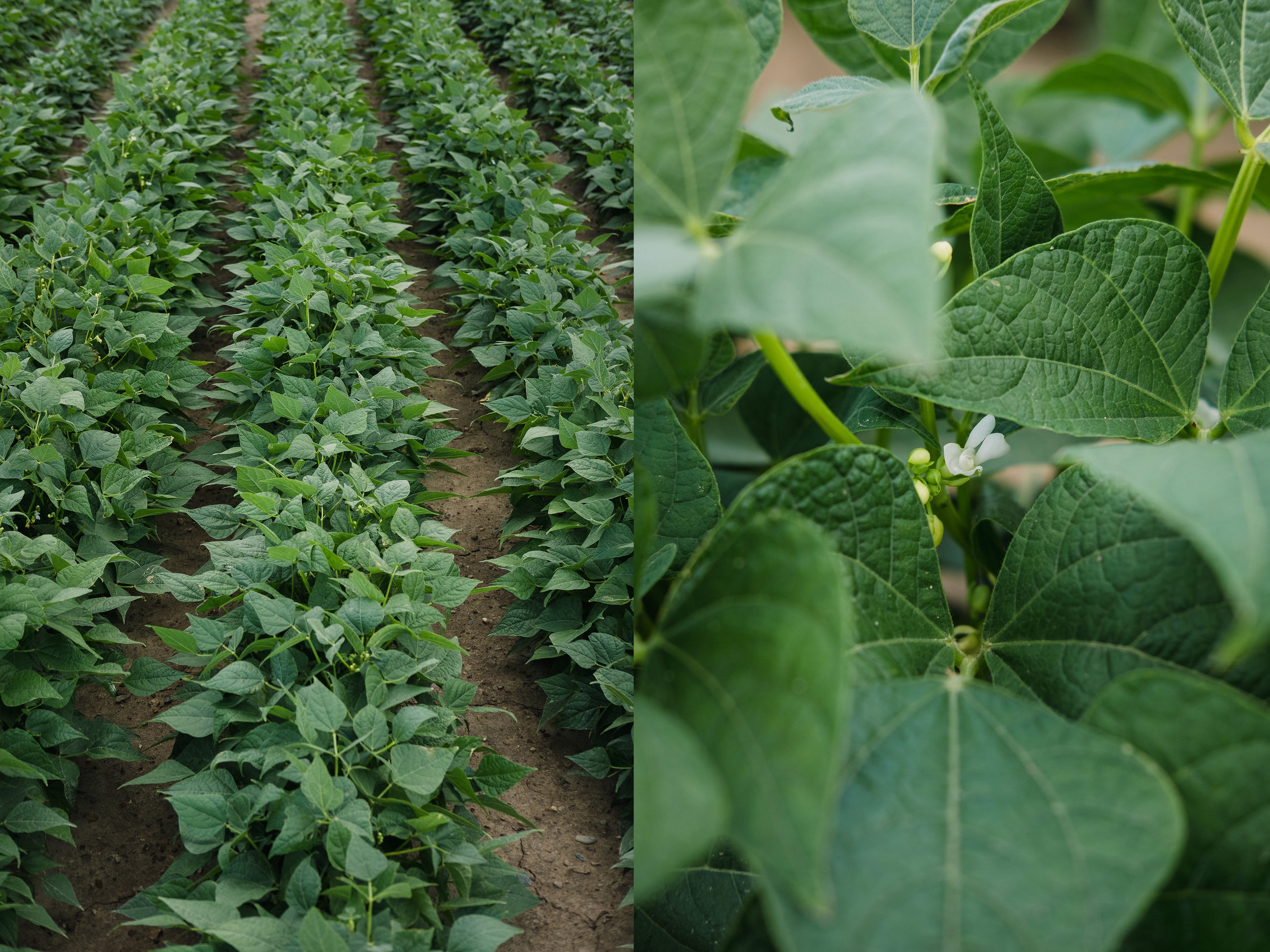 Michigan grows some of the best dry beans in the world. Apparently, Michigan beans are highly desirable in Mexico.