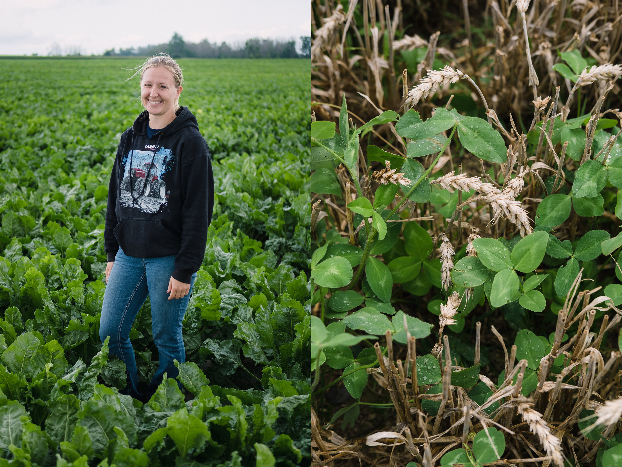 Left: Rita in a sugar beet field. Right: Clover planted as a cover crop.