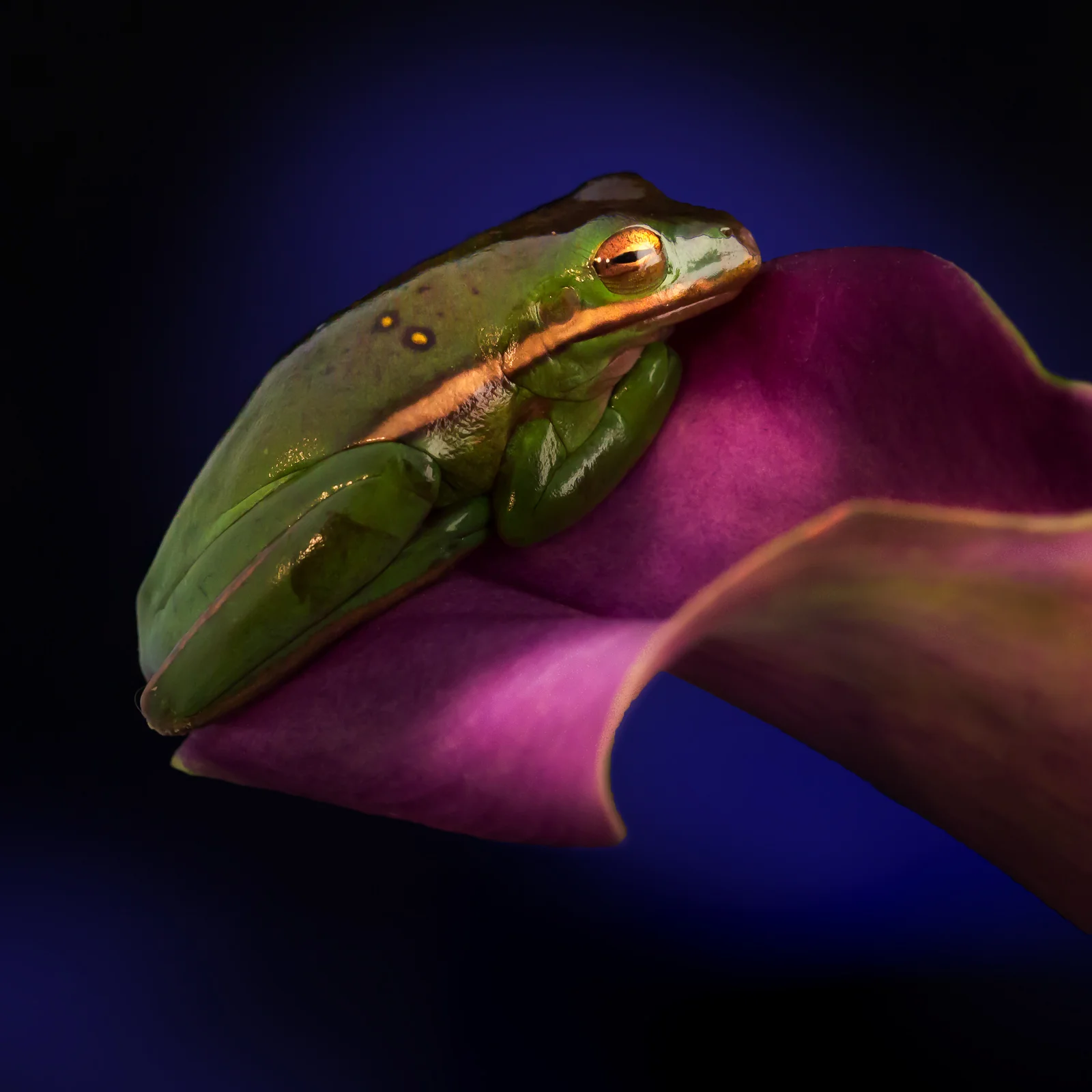 FROG ON A CALLA LILY
