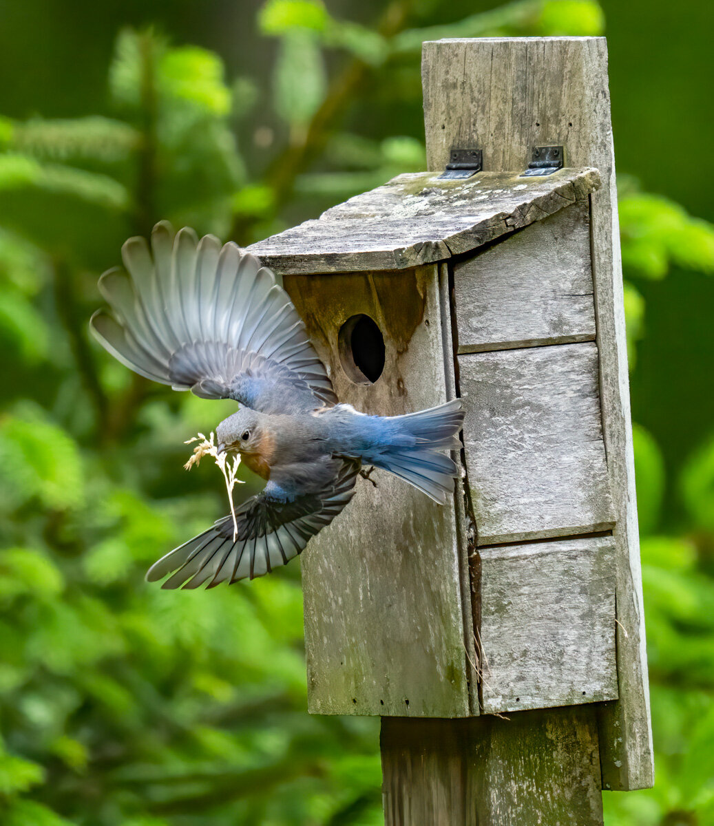   Nesting Bluebird   Sally Stevens 