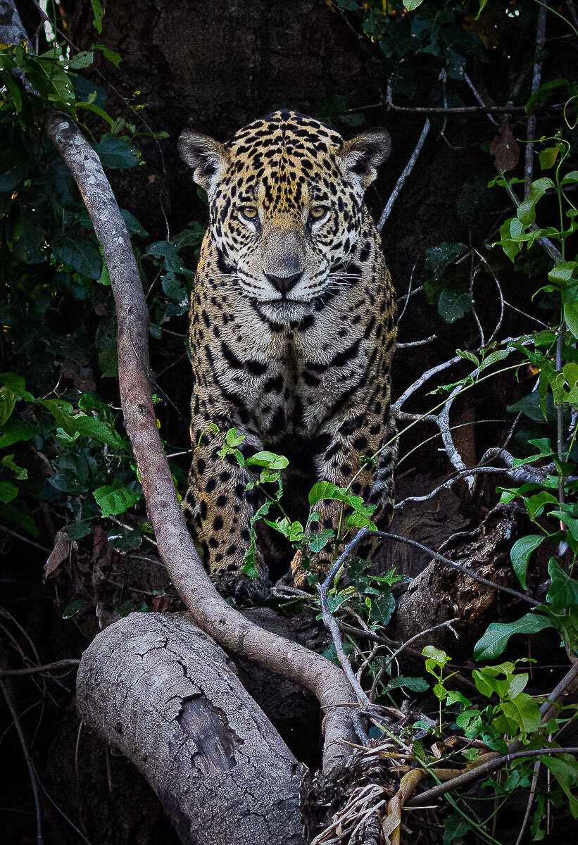  Jaguar Portrait   Vella Kendall 