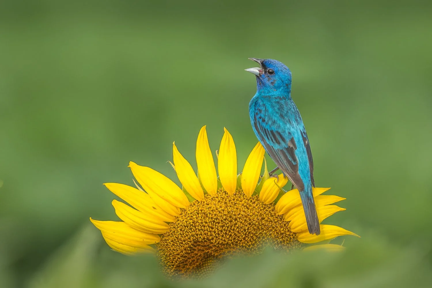 Blue Bird of Happiness