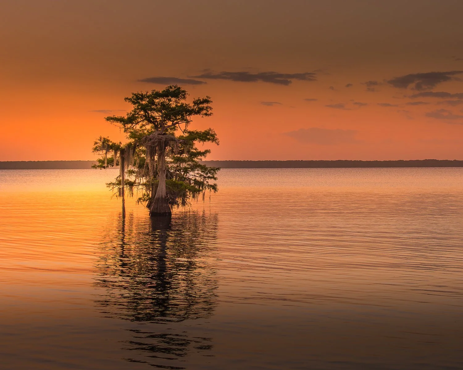 Blue Cypress Sunset