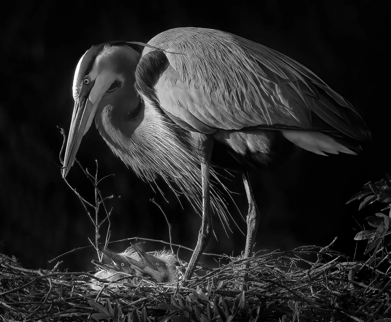 Come On, Let's Eat_Judy Haran, FL.jpg