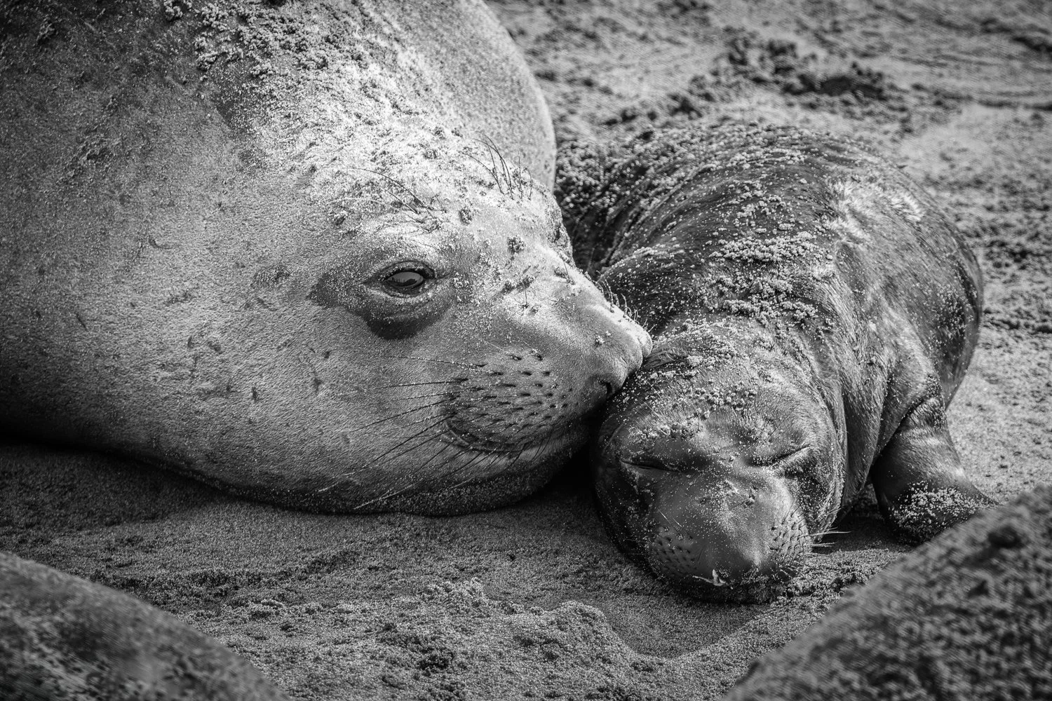 Elephant Seals, Mother and Pup_Michael Mininsohn, MD.jpg