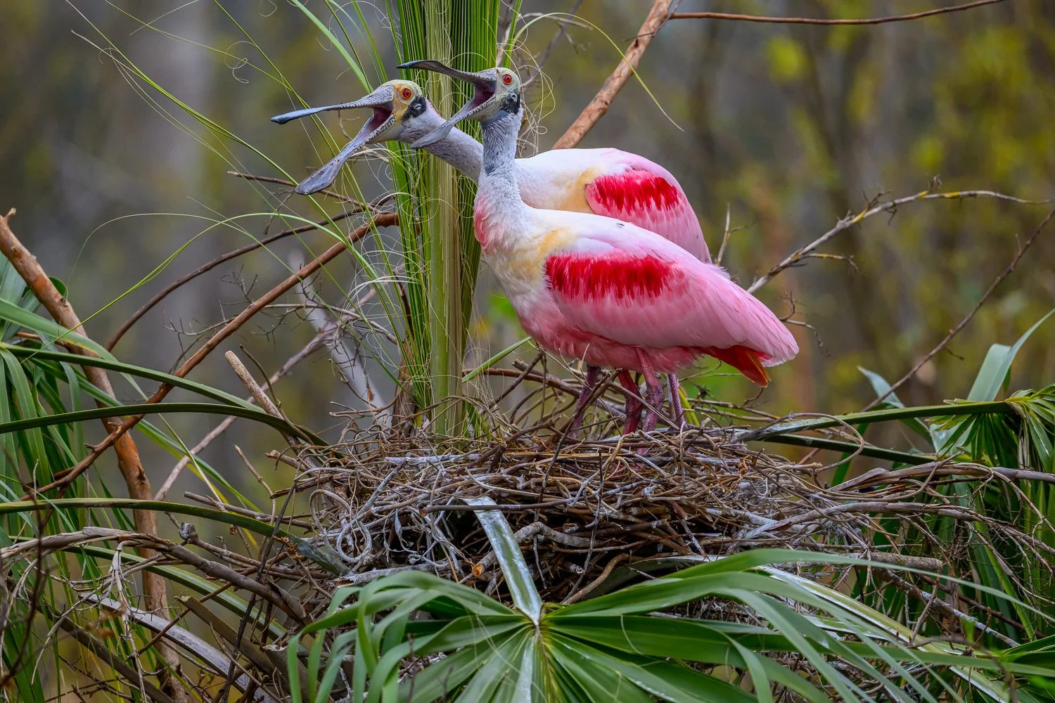Hey Everyone! We're expecting!_Charles Szuberla, MD.jpg