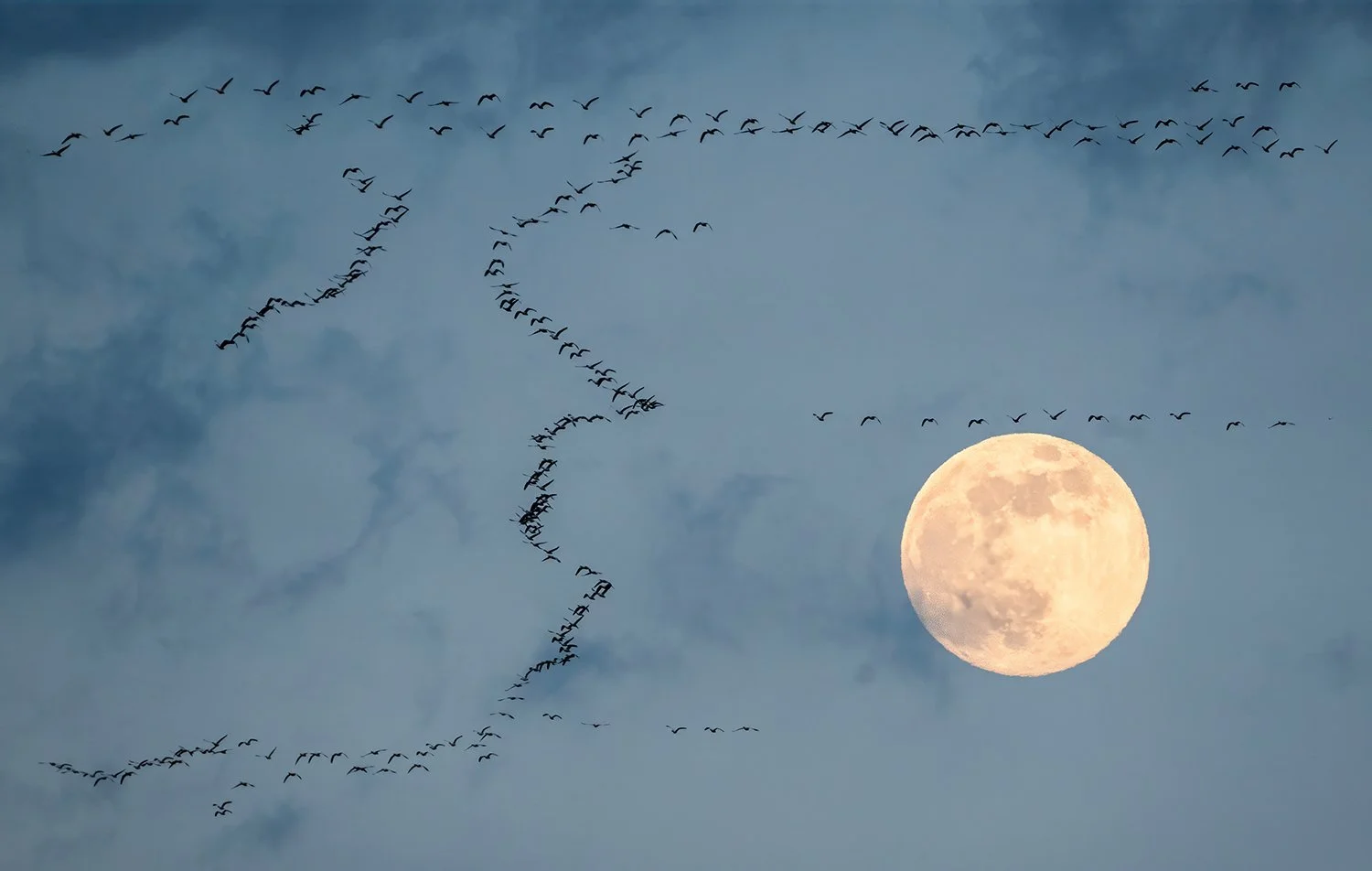 Hunter's Moon_Cam Miller, MD.jpg