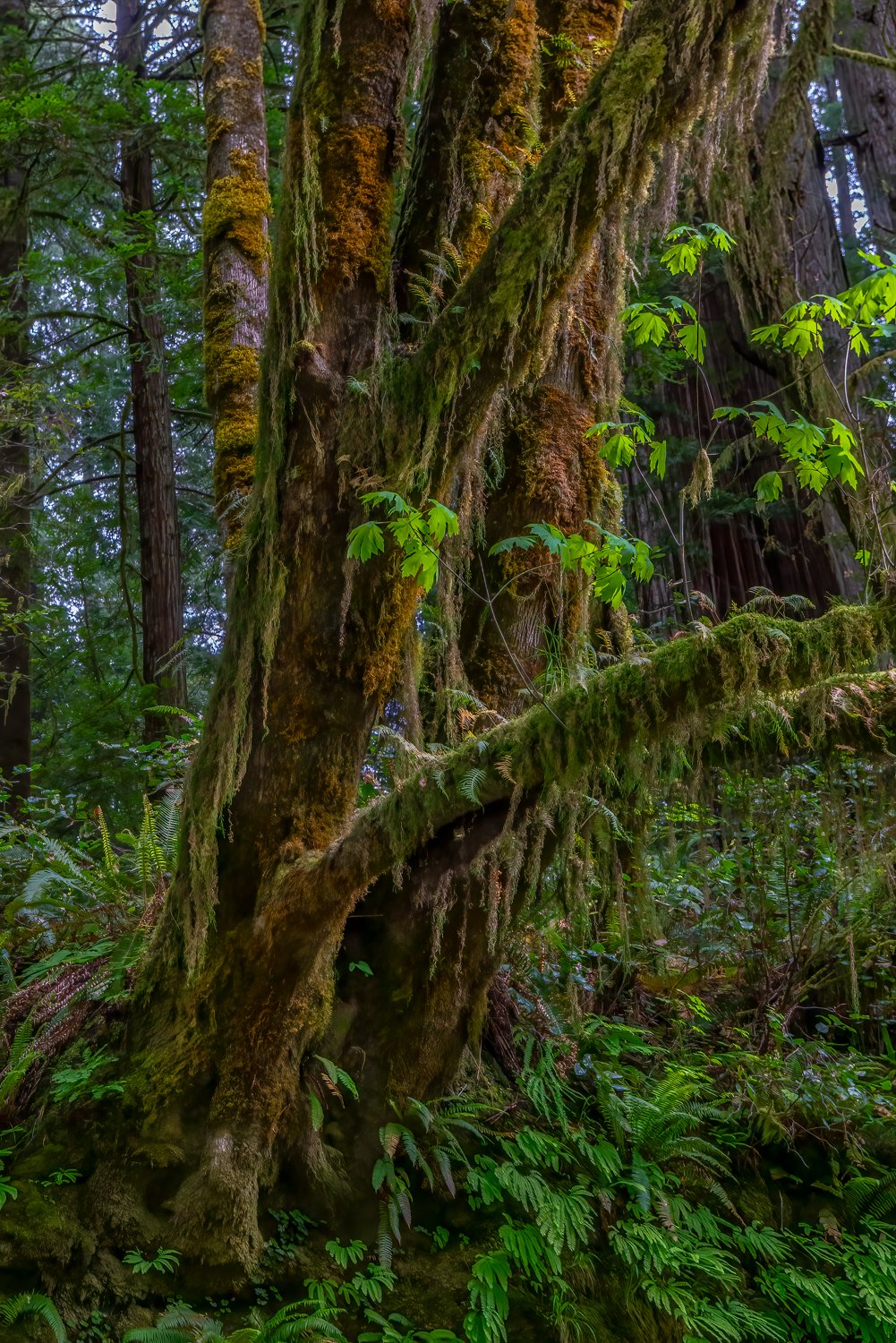 Jewel of the Forest_Susan Schatz, MD.jpg