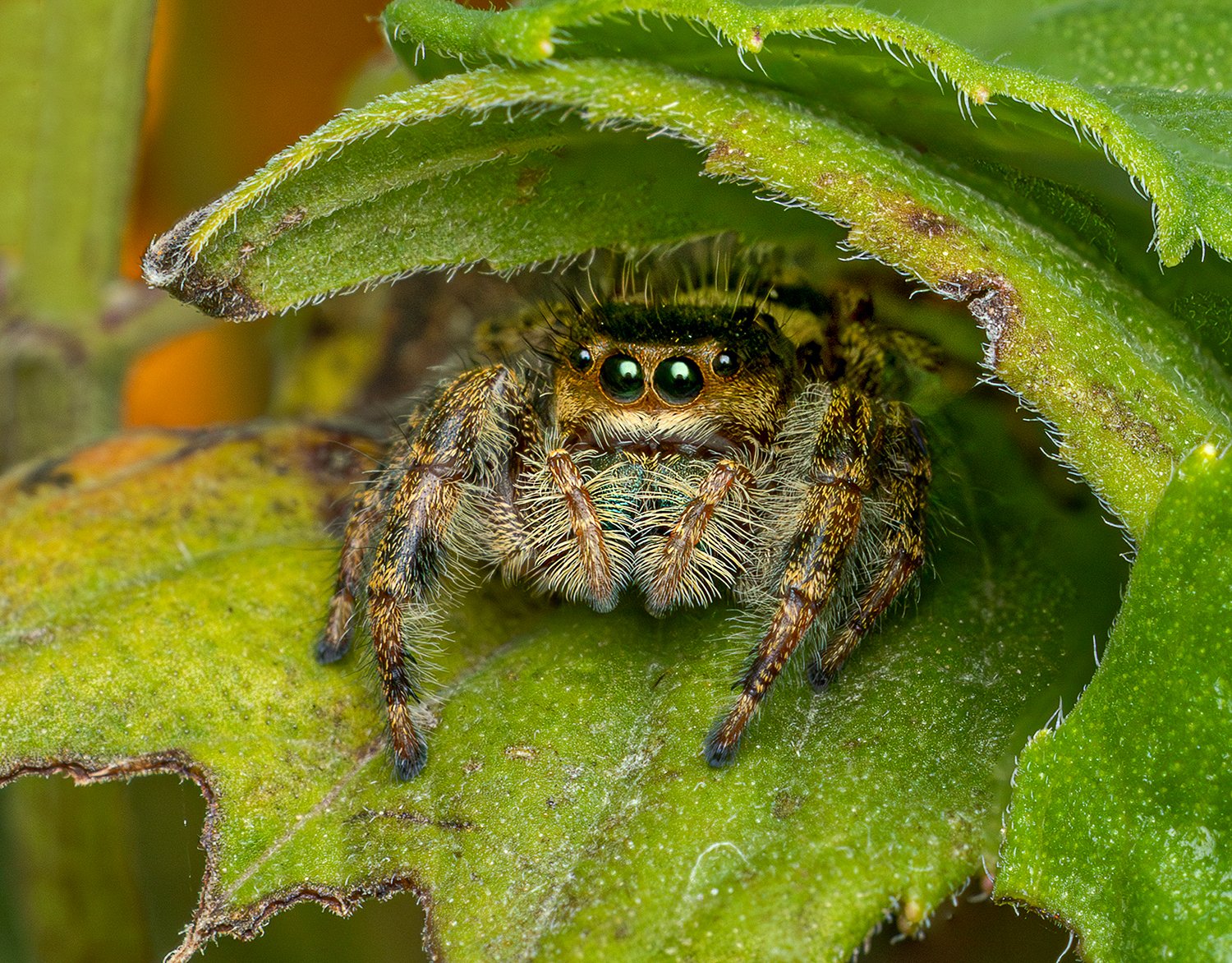 Jumping Spider Under Leaf Umbrella_Lisa Mayo, MD.jpg