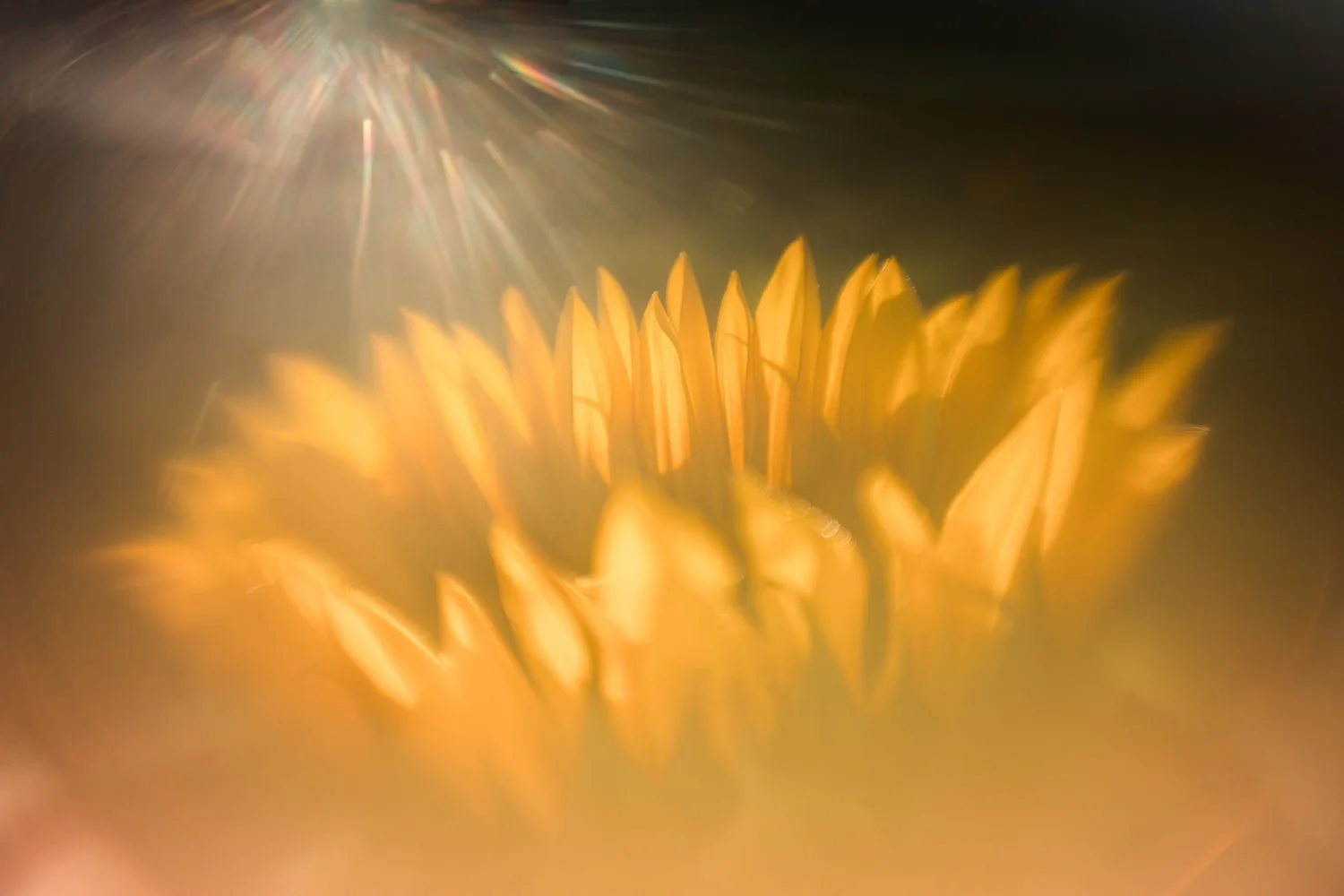 Lift My Eyes_Elizabeth Willson, PA.jpg