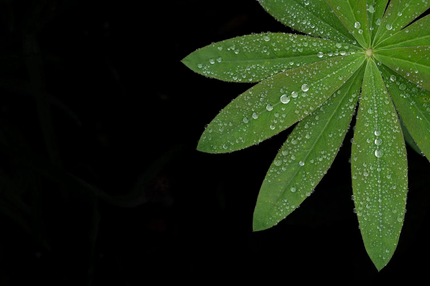 Lupine After the Rain_Susan Brown, MD.jpg