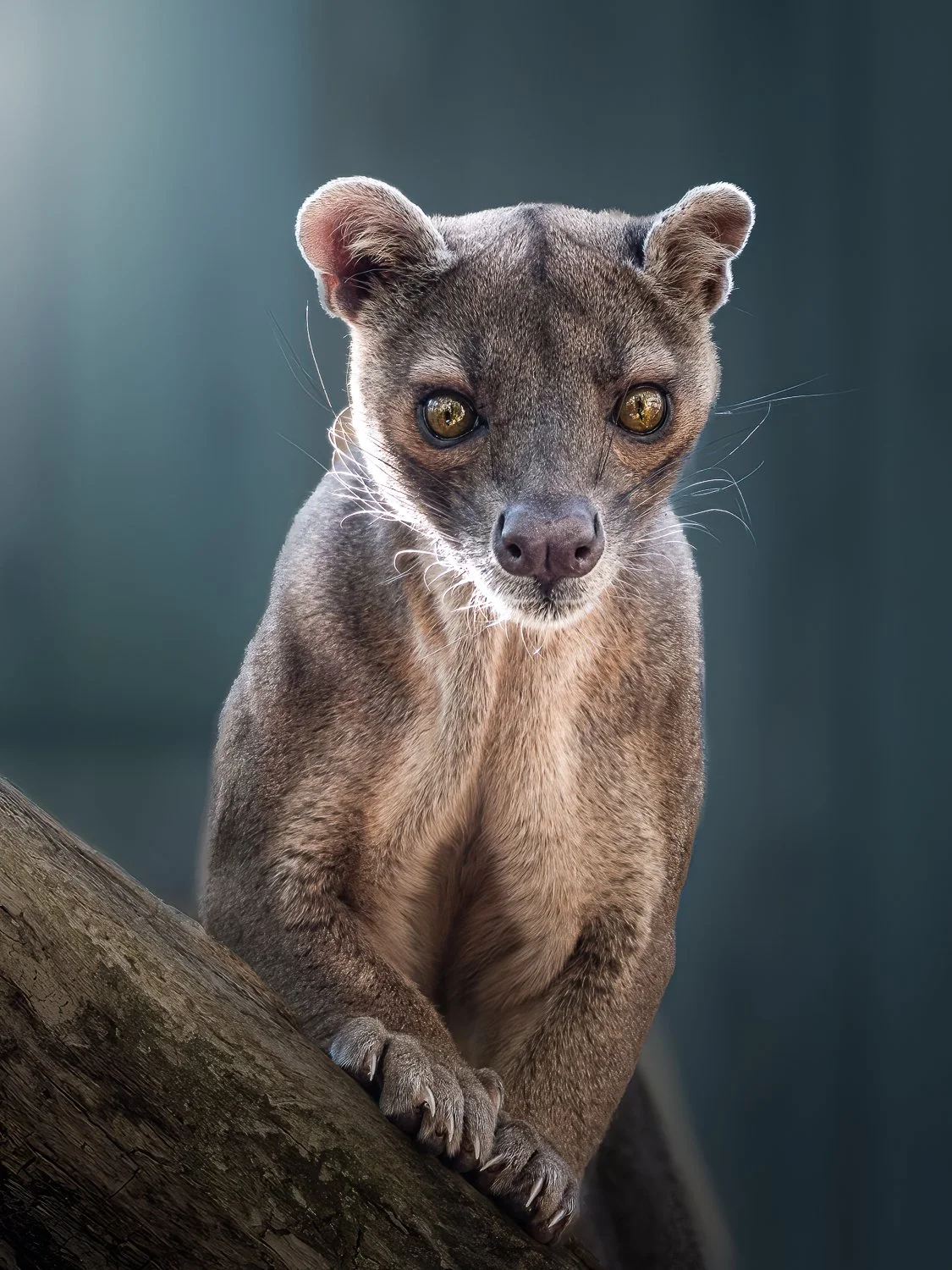 Madagascar's Phantom_Jennifer Eddins, MD.jpg