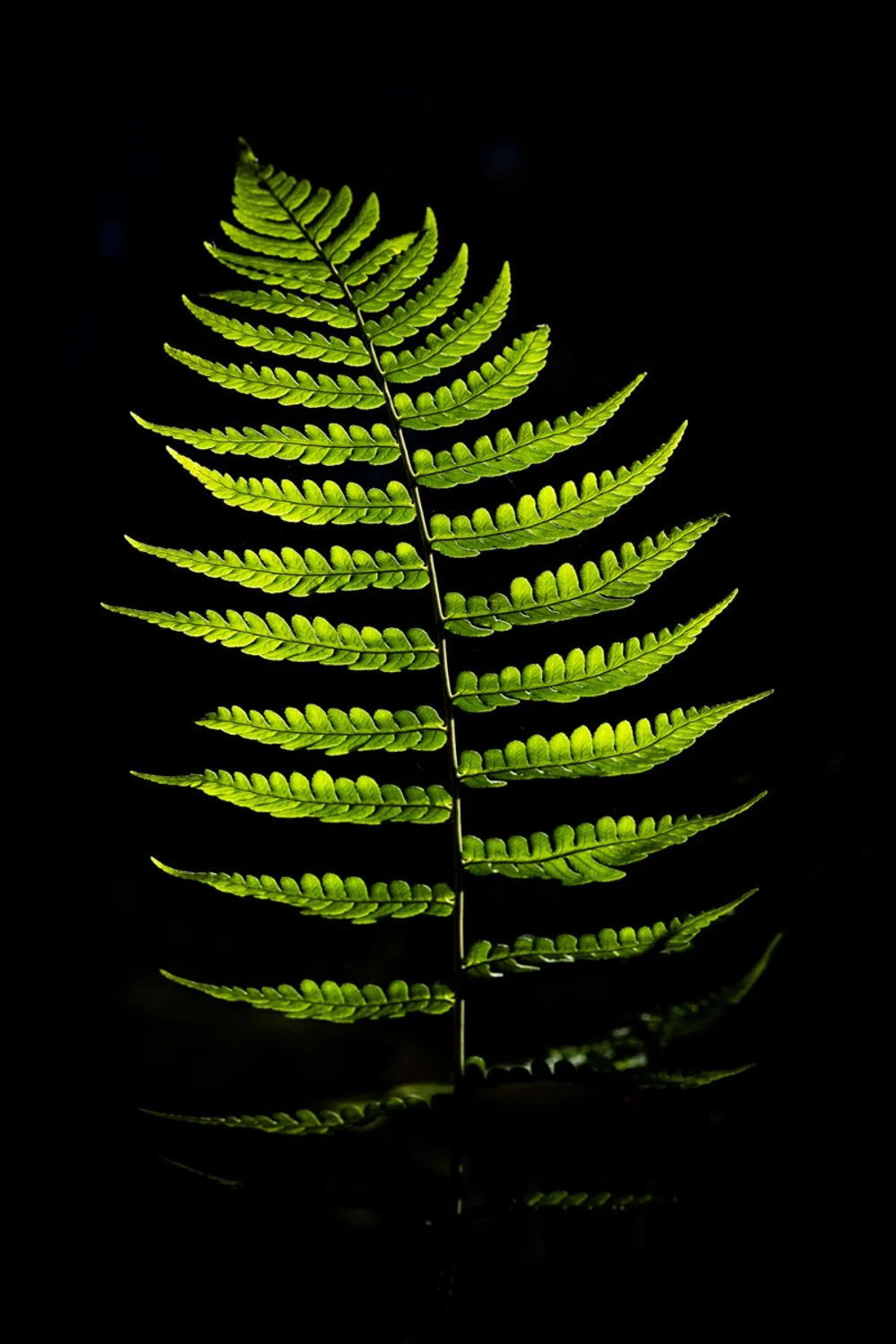 Marginal Wood Fern In Early Morning_Alan Fischler, MD.jpg