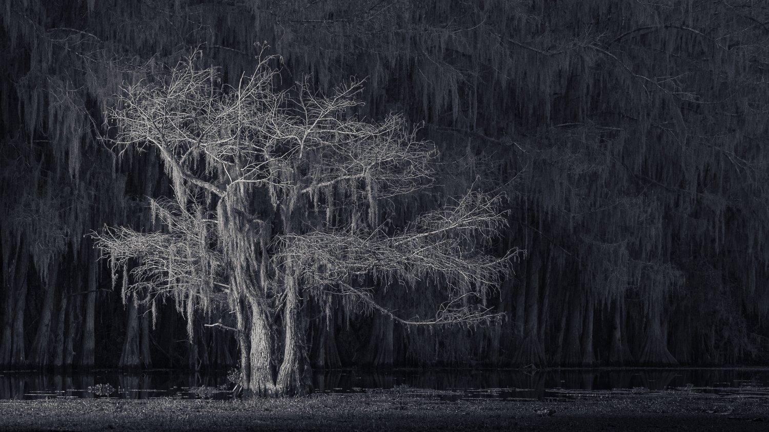 Moonlight Magic_Lana Robison, TN.jpg