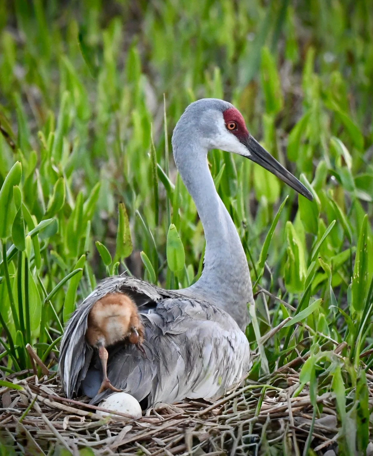 One Gentle Step_Stefanie Boss, MD.jpg