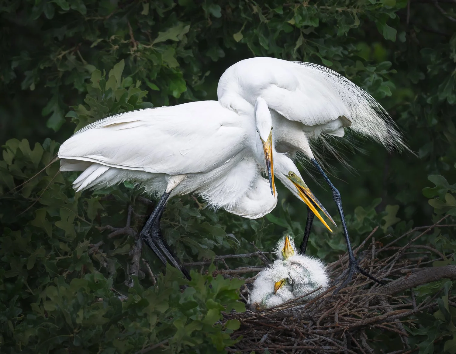 Peek-a-Boo_Lana Robison, TN.jpg