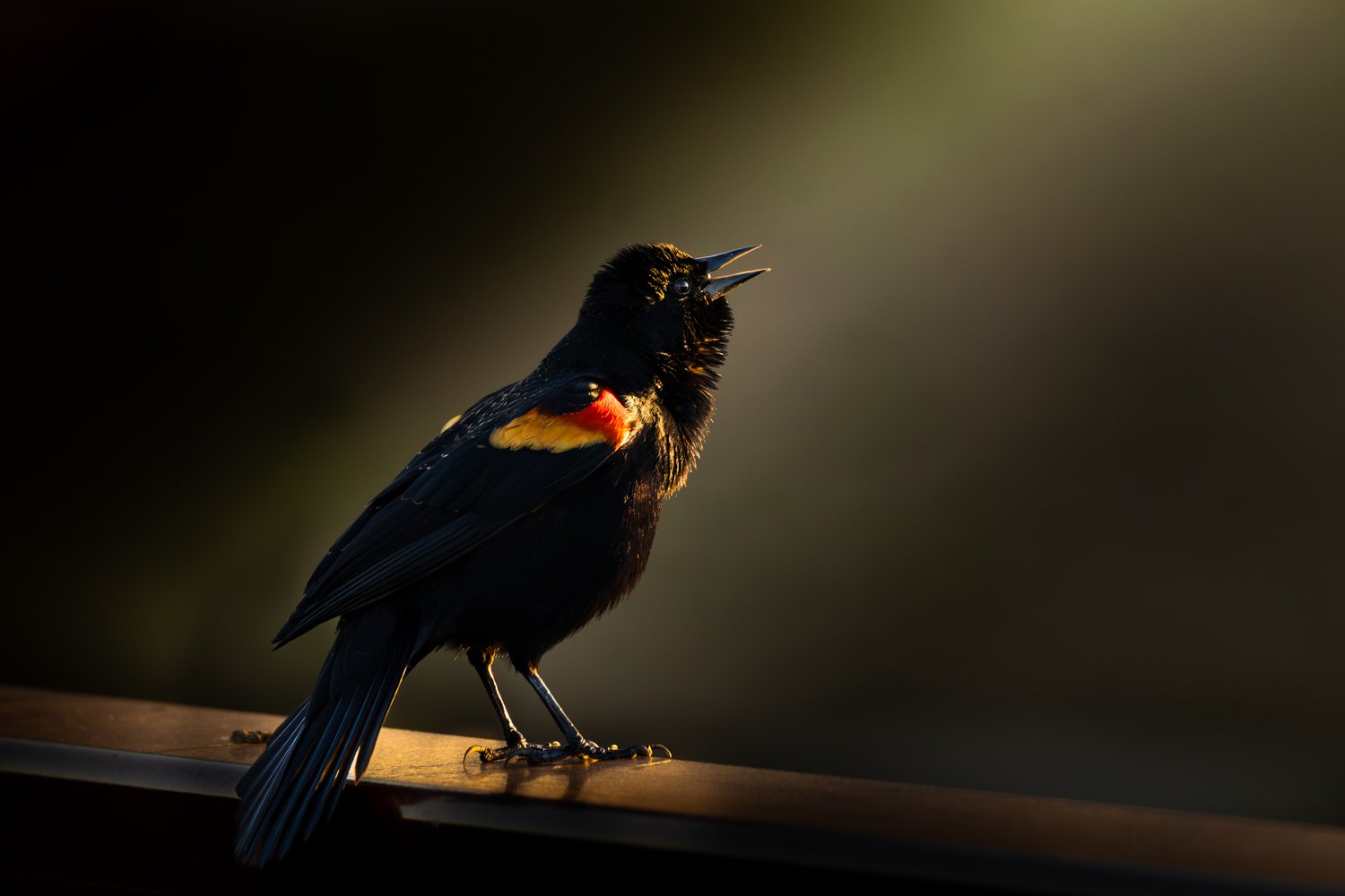 Red Wing of Paradise_Shawn Hirsch, MD.jpg