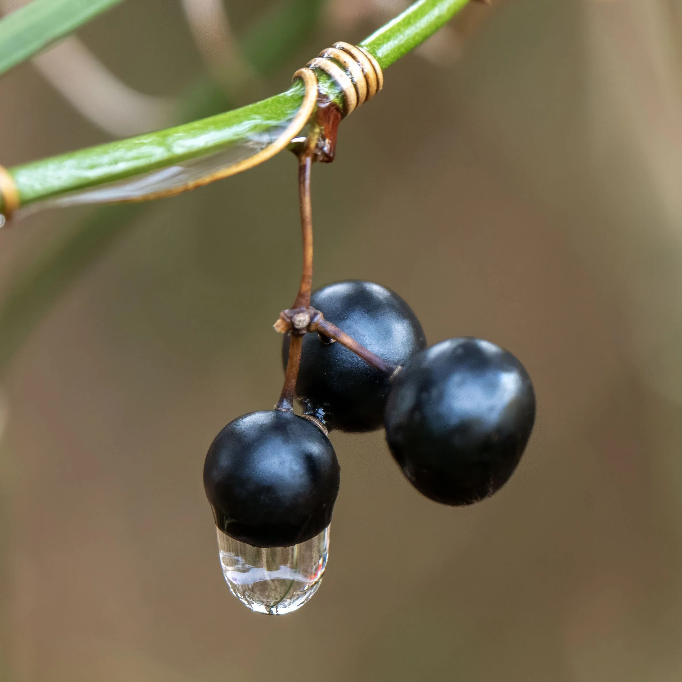The Last Drop_Lois Underwood, MD.jpg
