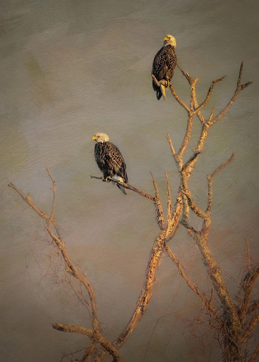 Waiting for Sunset_Alton Marsh, MD.jpg