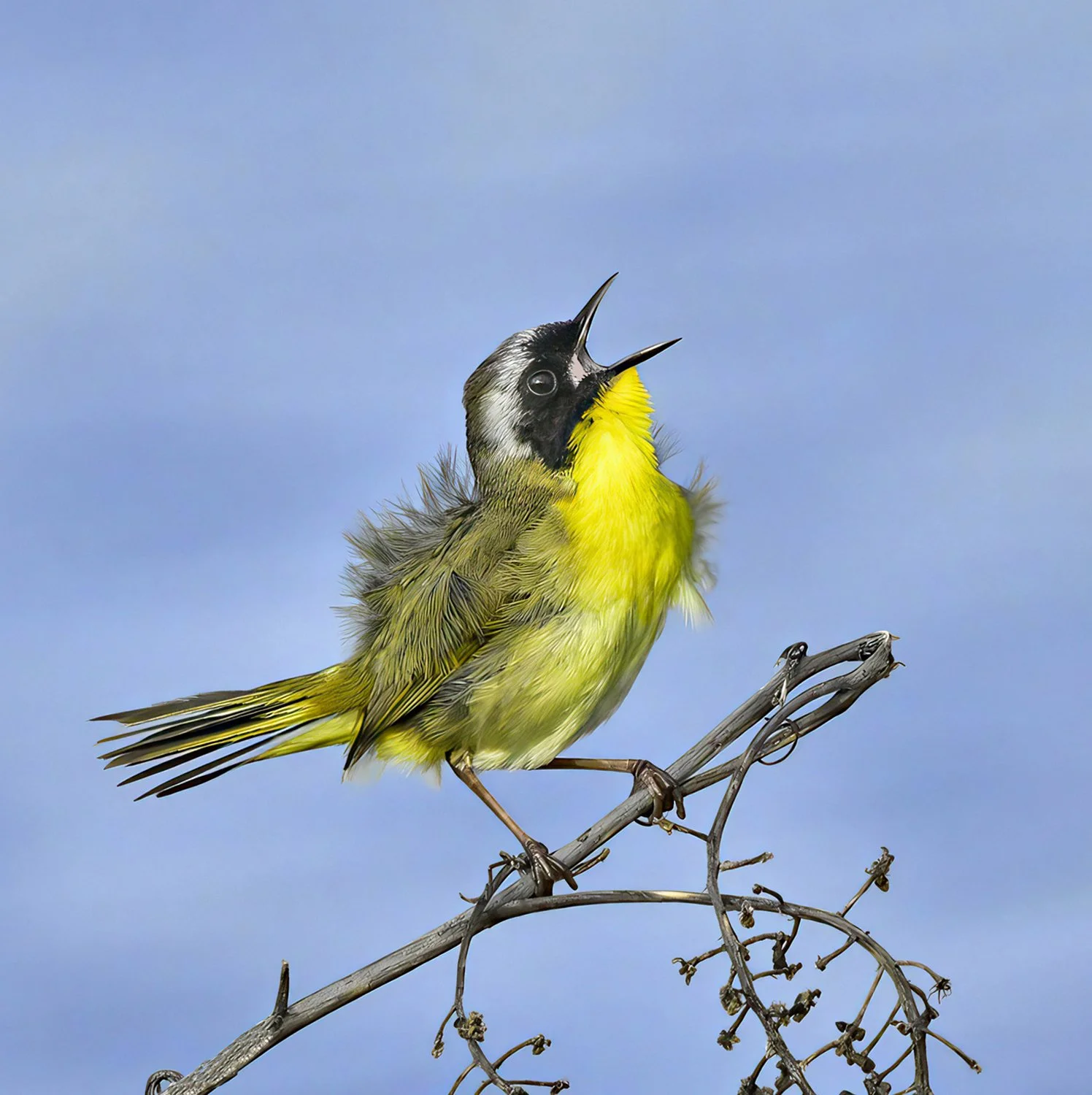 Yellowthroat Singing_Laura Capozzola, TN.jpg
