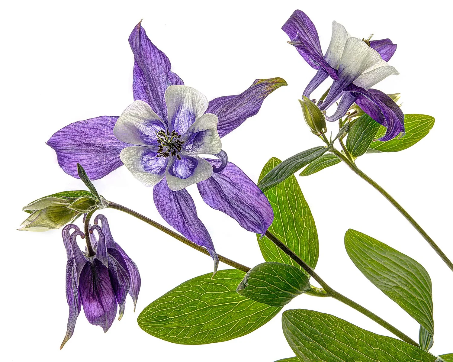 Columbine 
