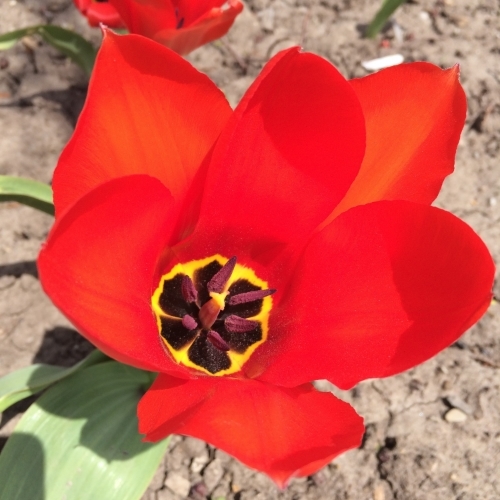 Promising signs of Spring in Whitby this week.