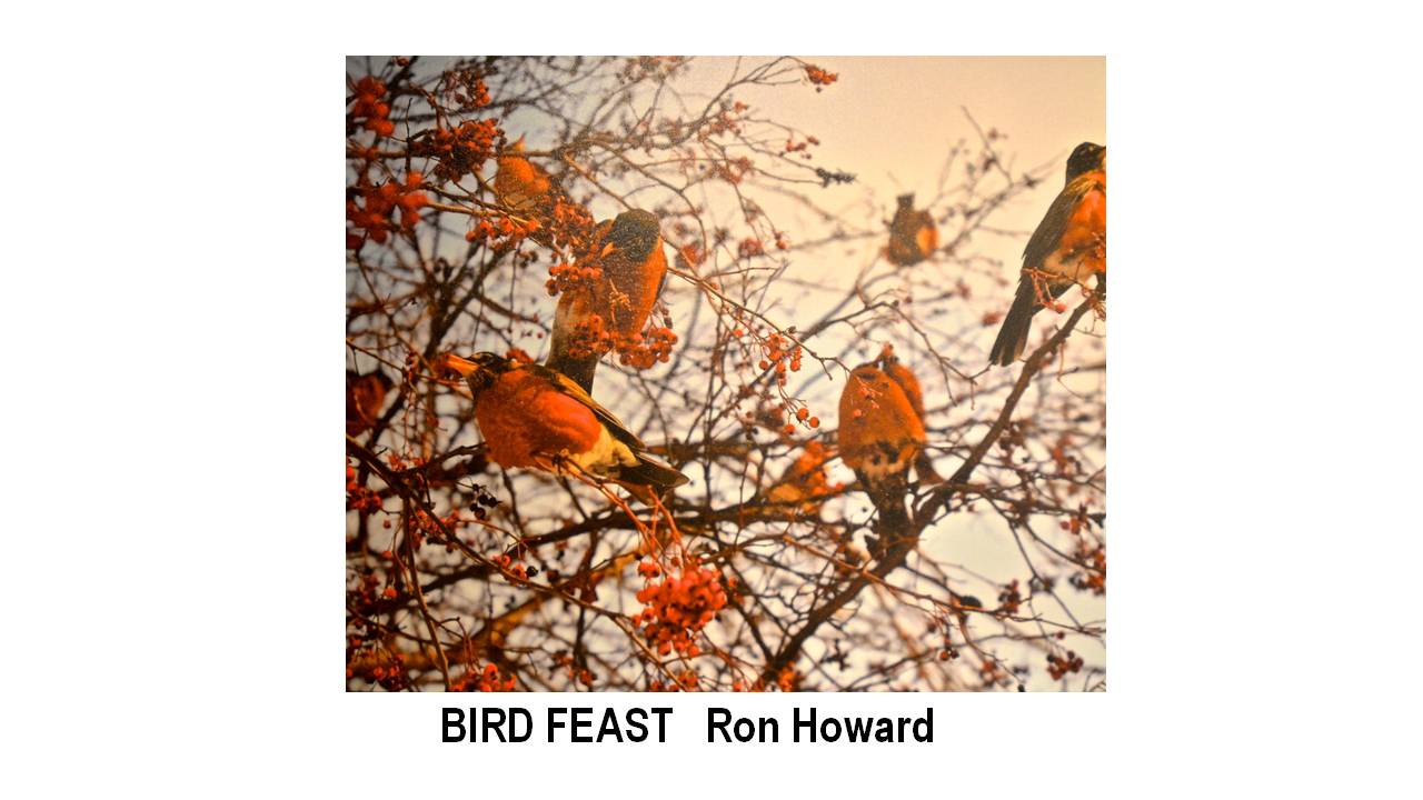 11_BIRD FEAST-Ron Howard.JPG