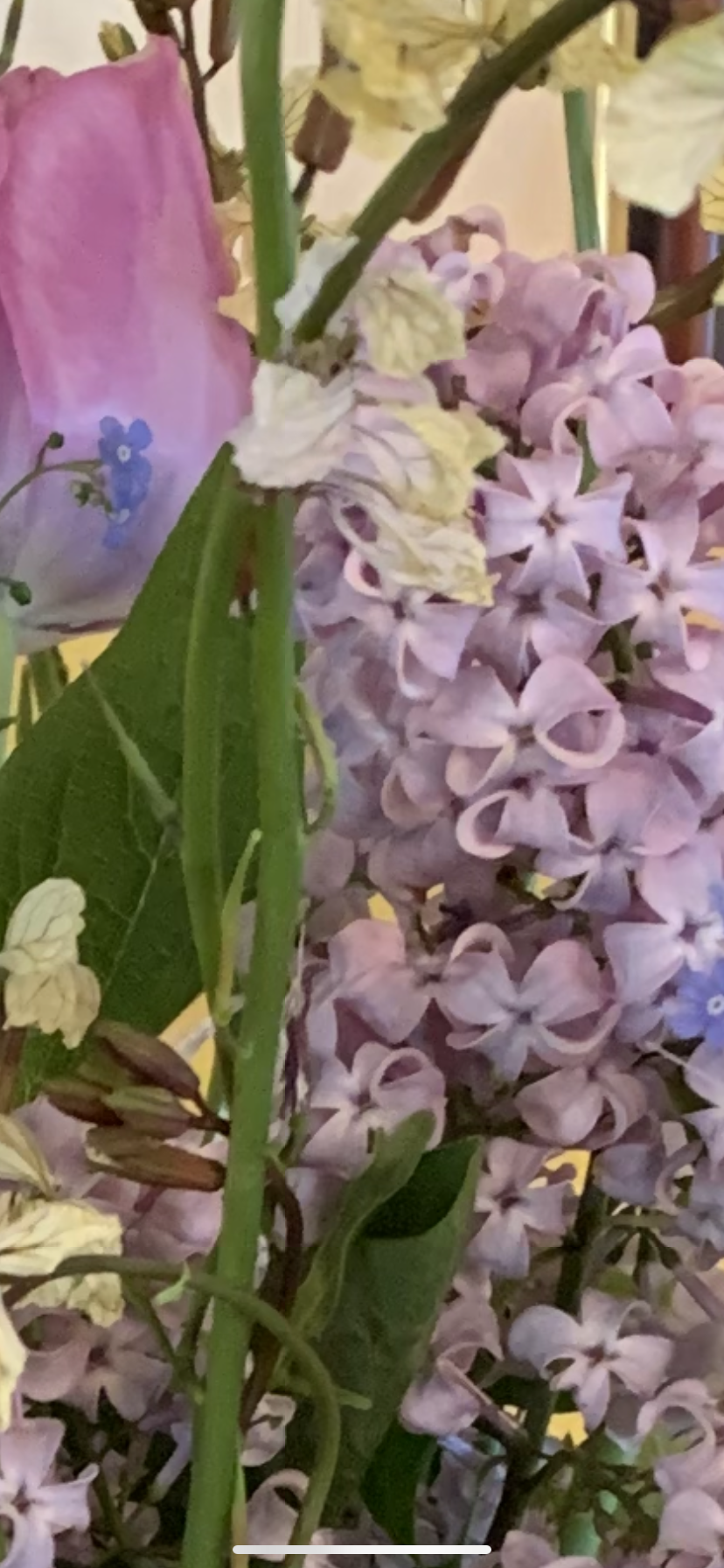 Lilacs.  