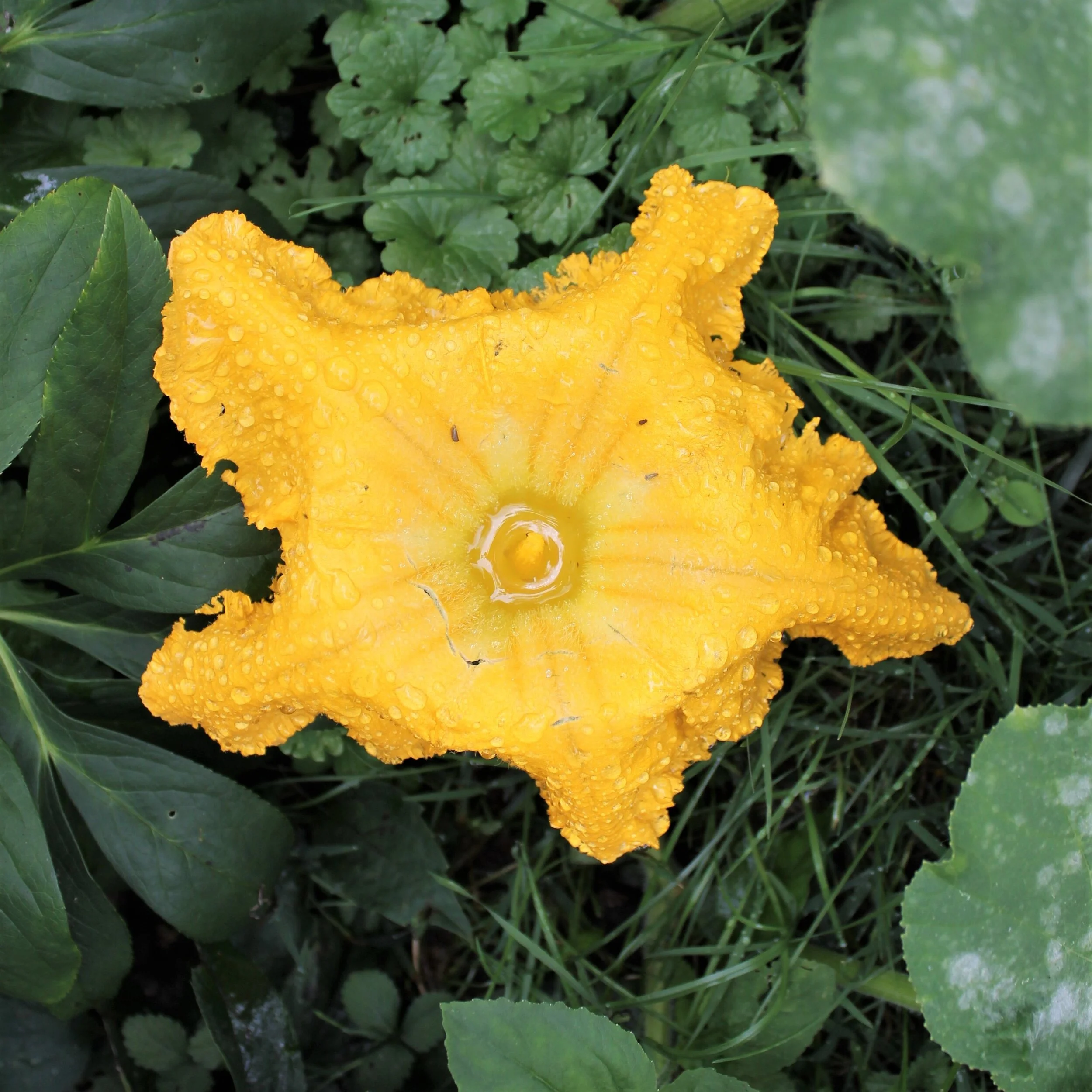 SQUASH FLOWER