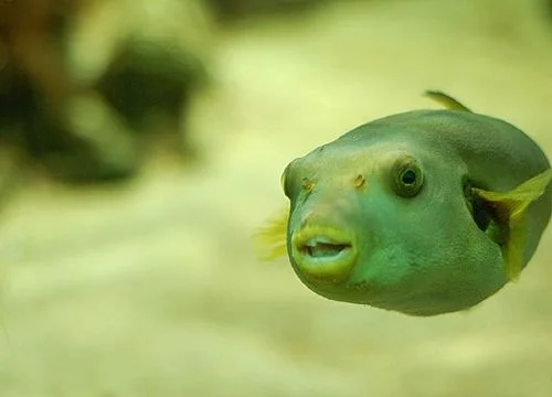                          Can the masses appreciate good art?                                                                 My meeting with a distinguished Jewish Artist goes sour