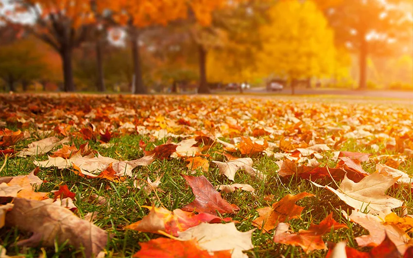fall clean_2.jpg