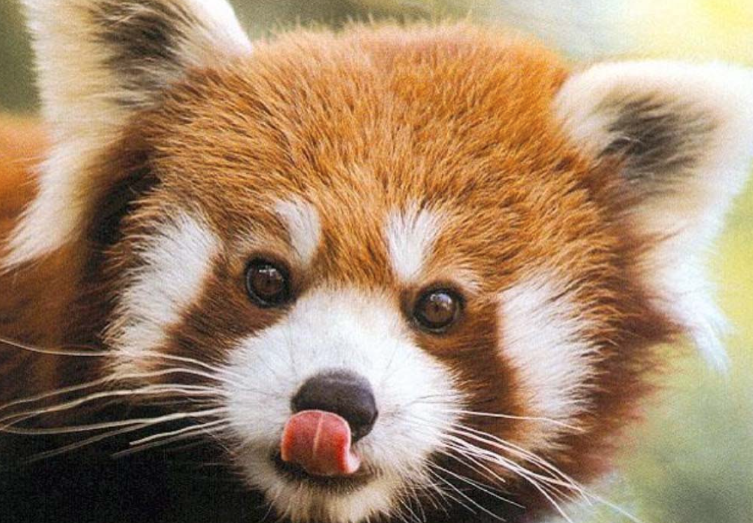 Sloane Crosley Double or Nothing red panda