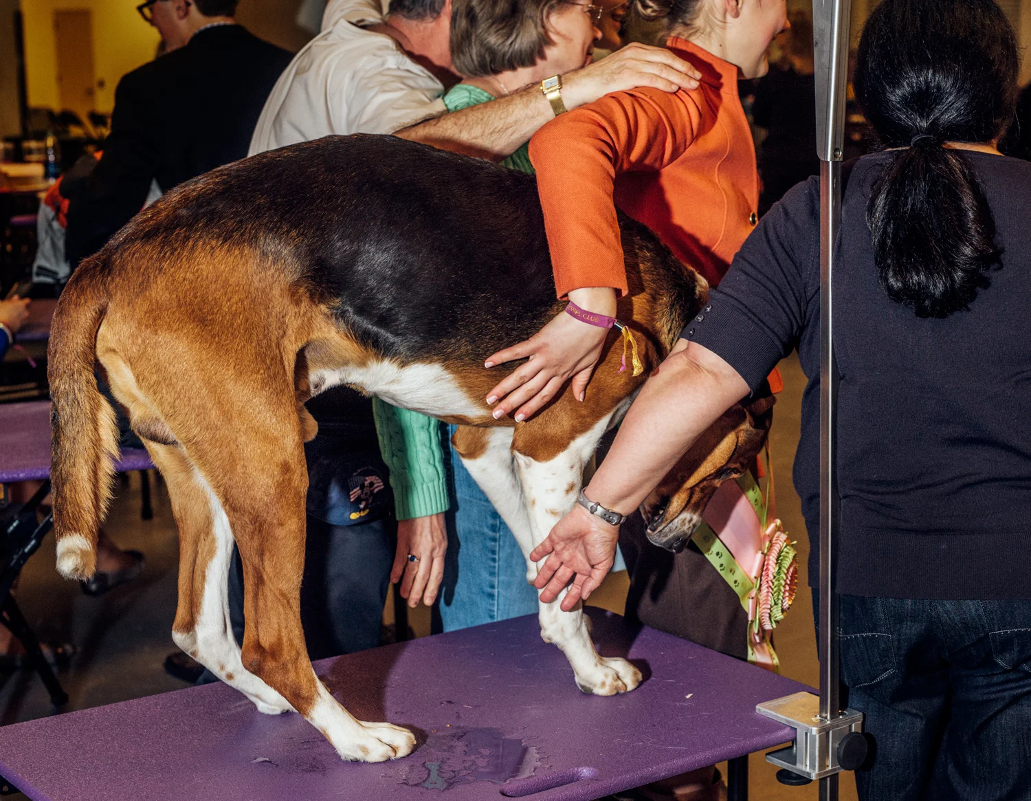 CaitOppermann_20160216_2500_work_handsondog.jpg