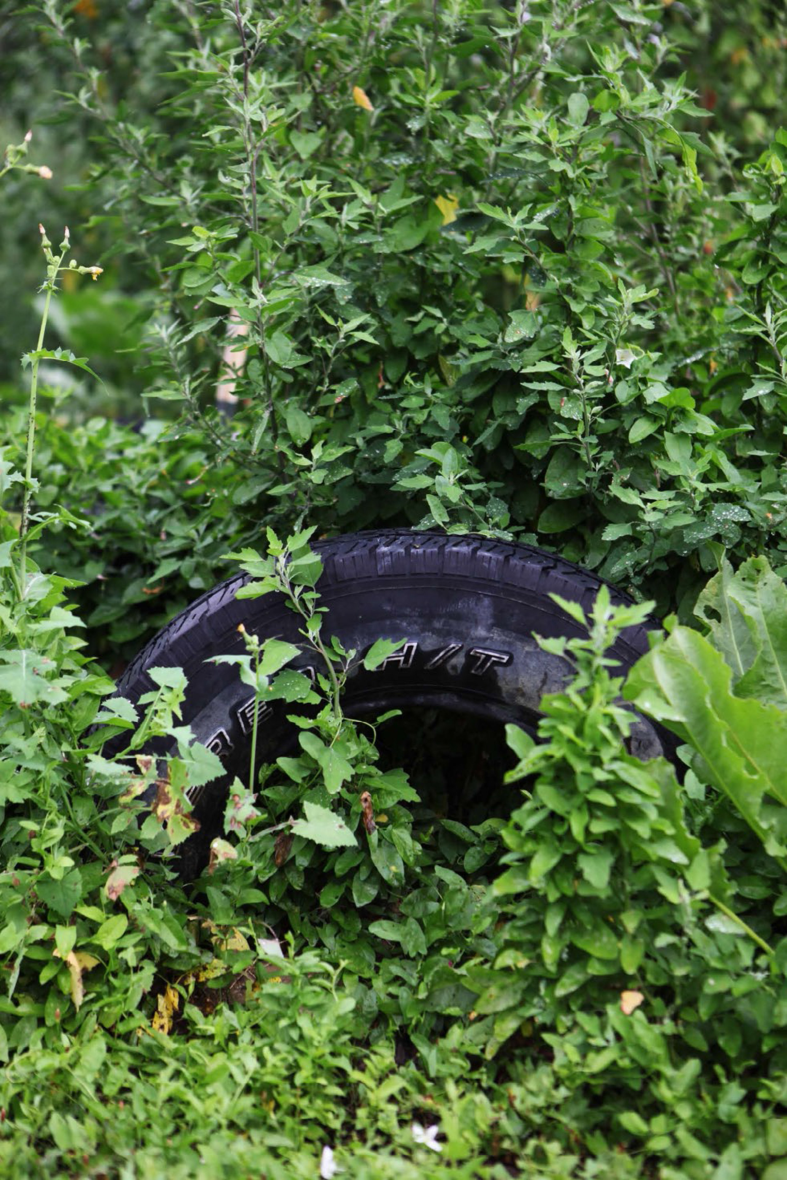 Tire in a Community Farm, Detroit