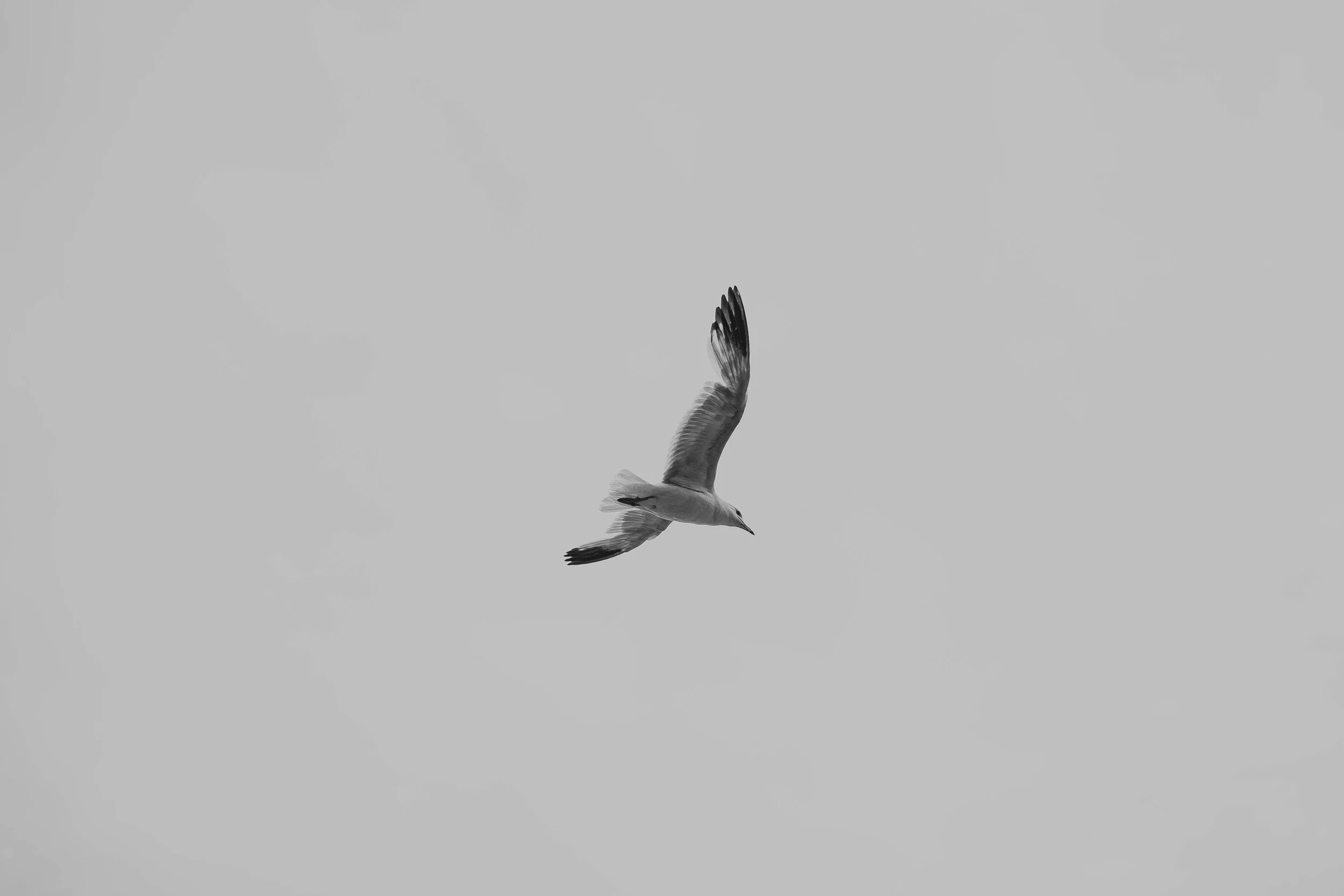 A43A1640.jpg