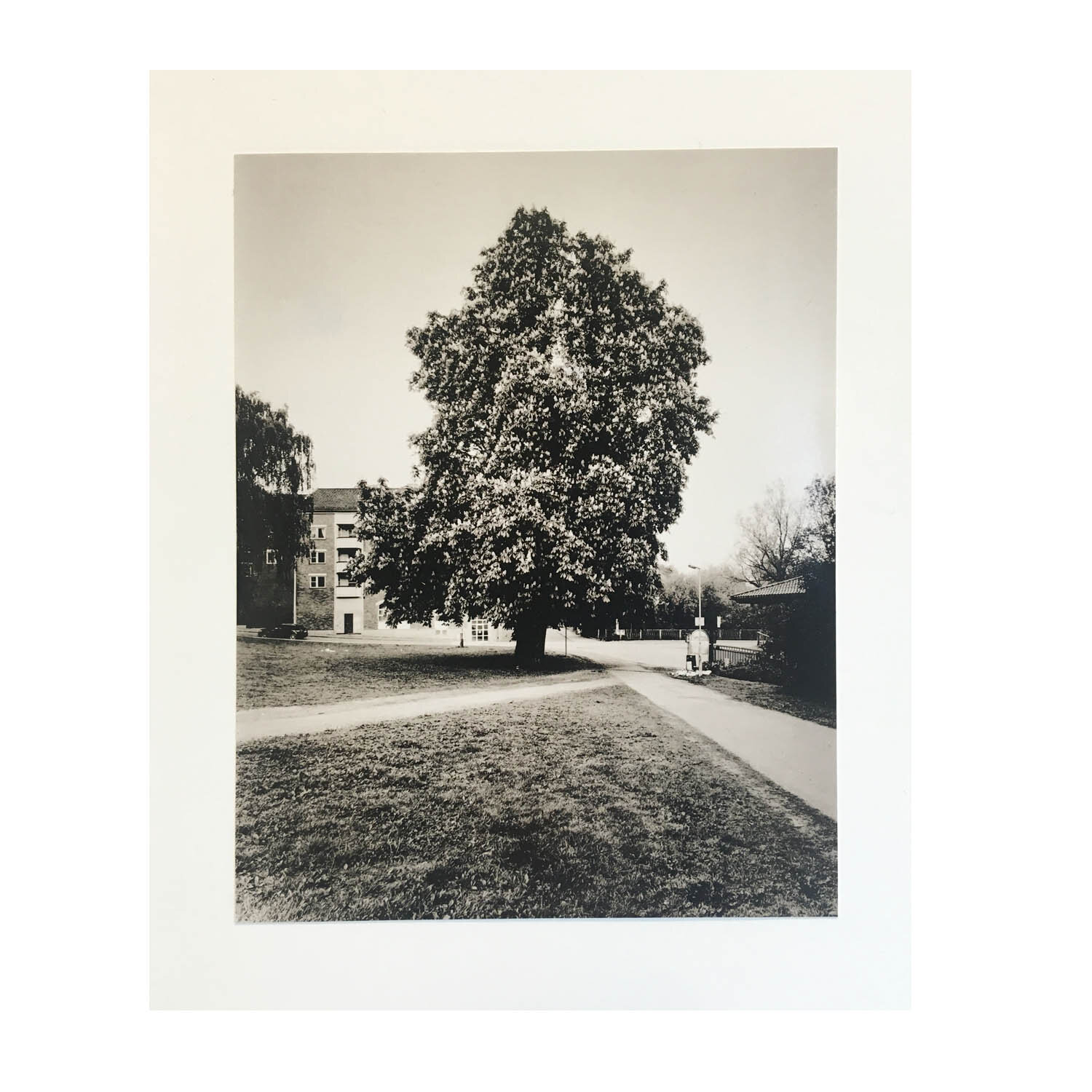 Kastanje, Nedre gate - liten