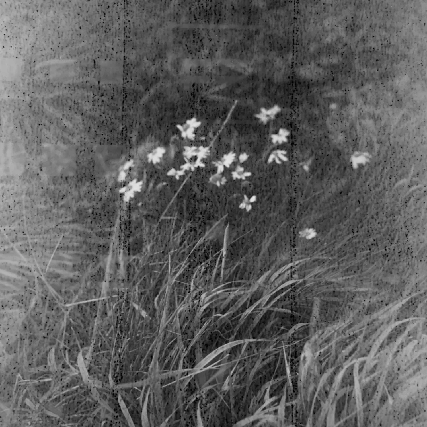 foto: K. Linnea Backe