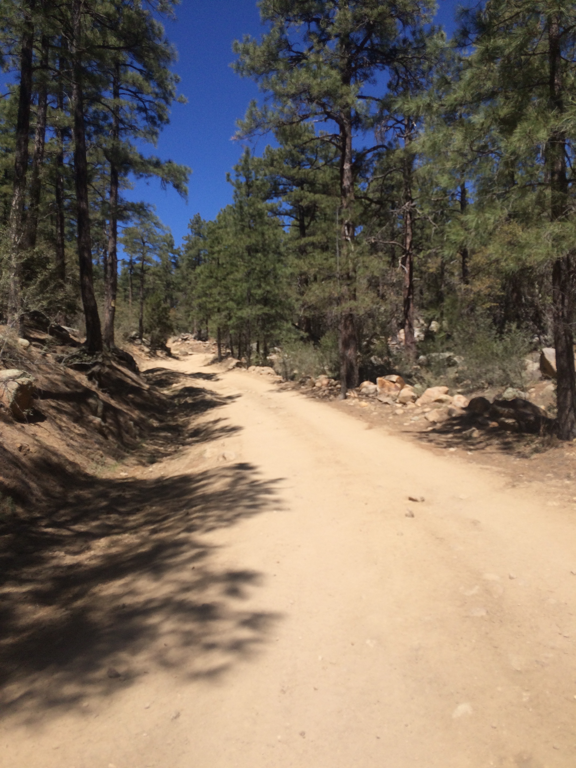 The pines, and the top of the climb!