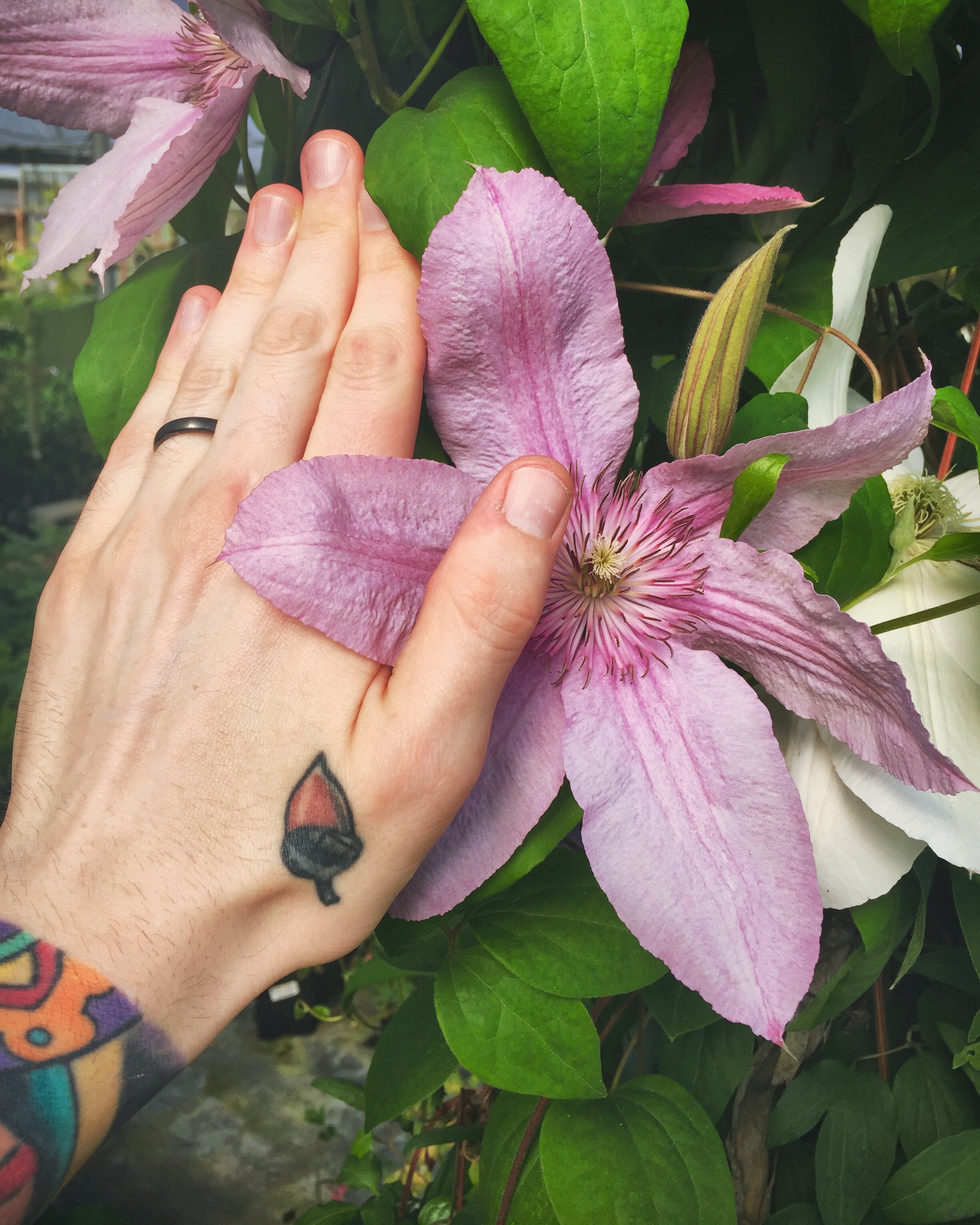 These flowers were HUGE