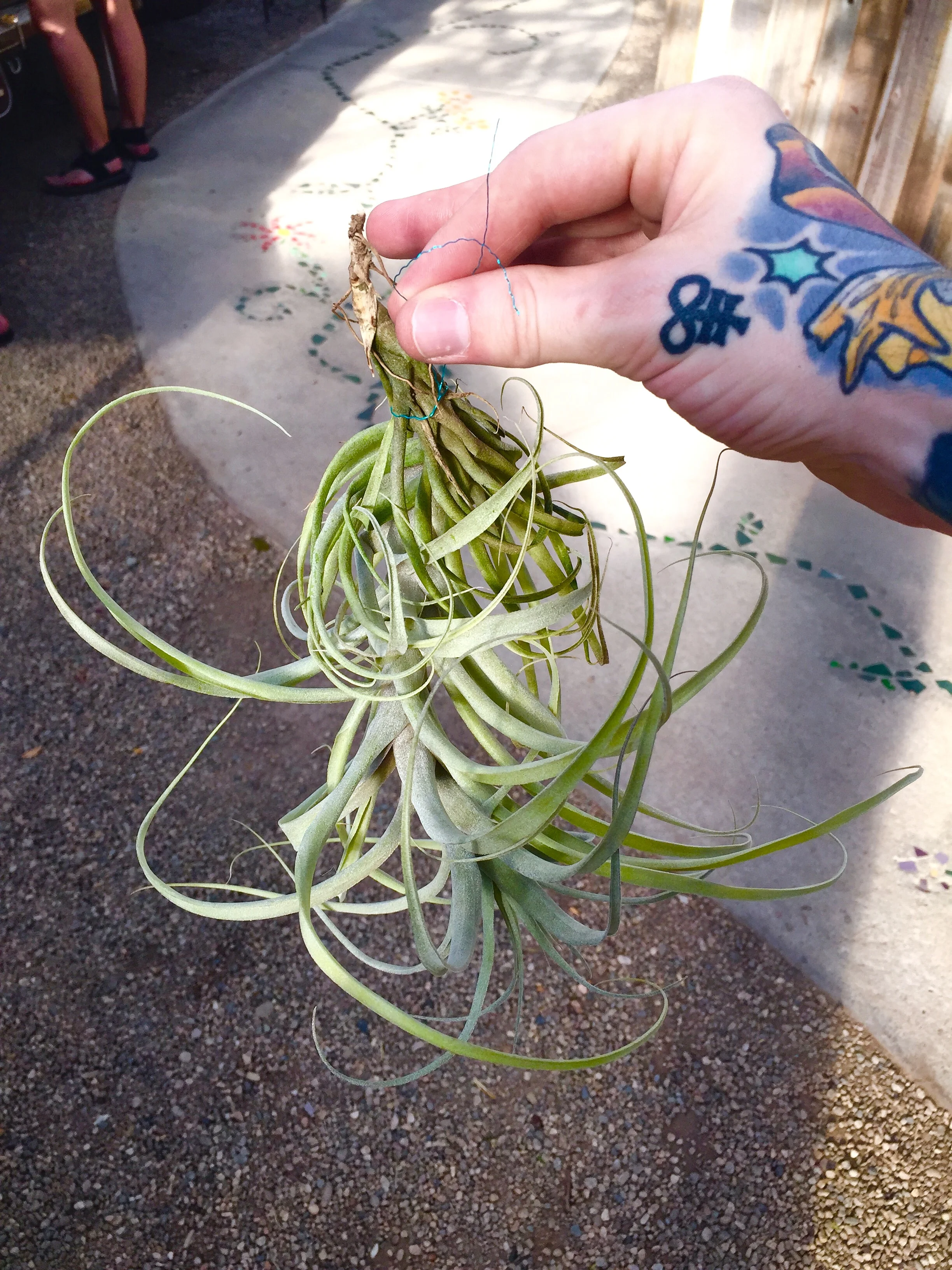 This came home with me.