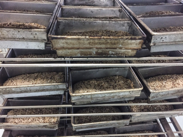 The bread continues its long fermentation in the pans. 