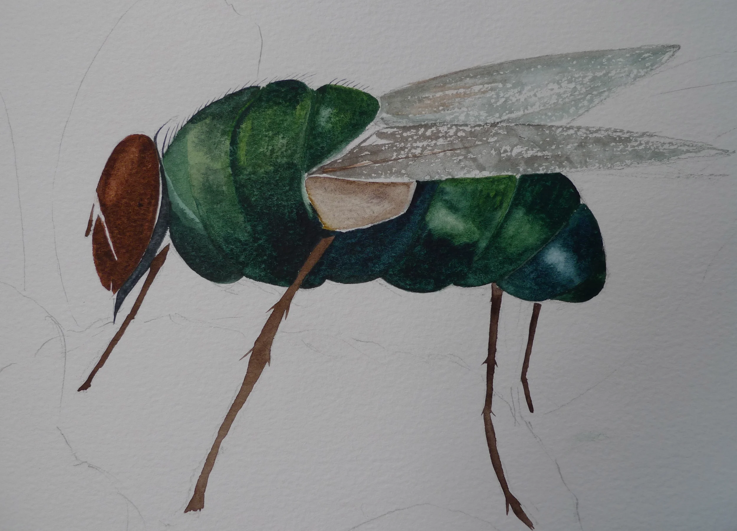 Greenbottle.jpeg
