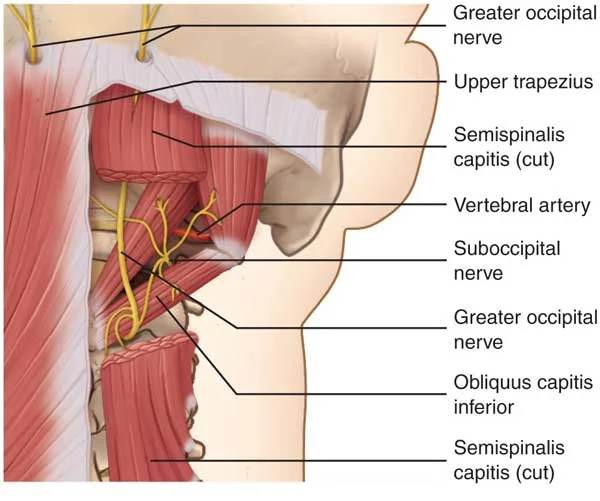 Anatomical diagram of the neck showing the greater occipital nerve, suboccipital nerve, upper trapezius, and surrounding muscles – key areas targeted during therapeutic massage for occipital neuralgia relief at Massage Hope in Leesburg and Ashburn VA