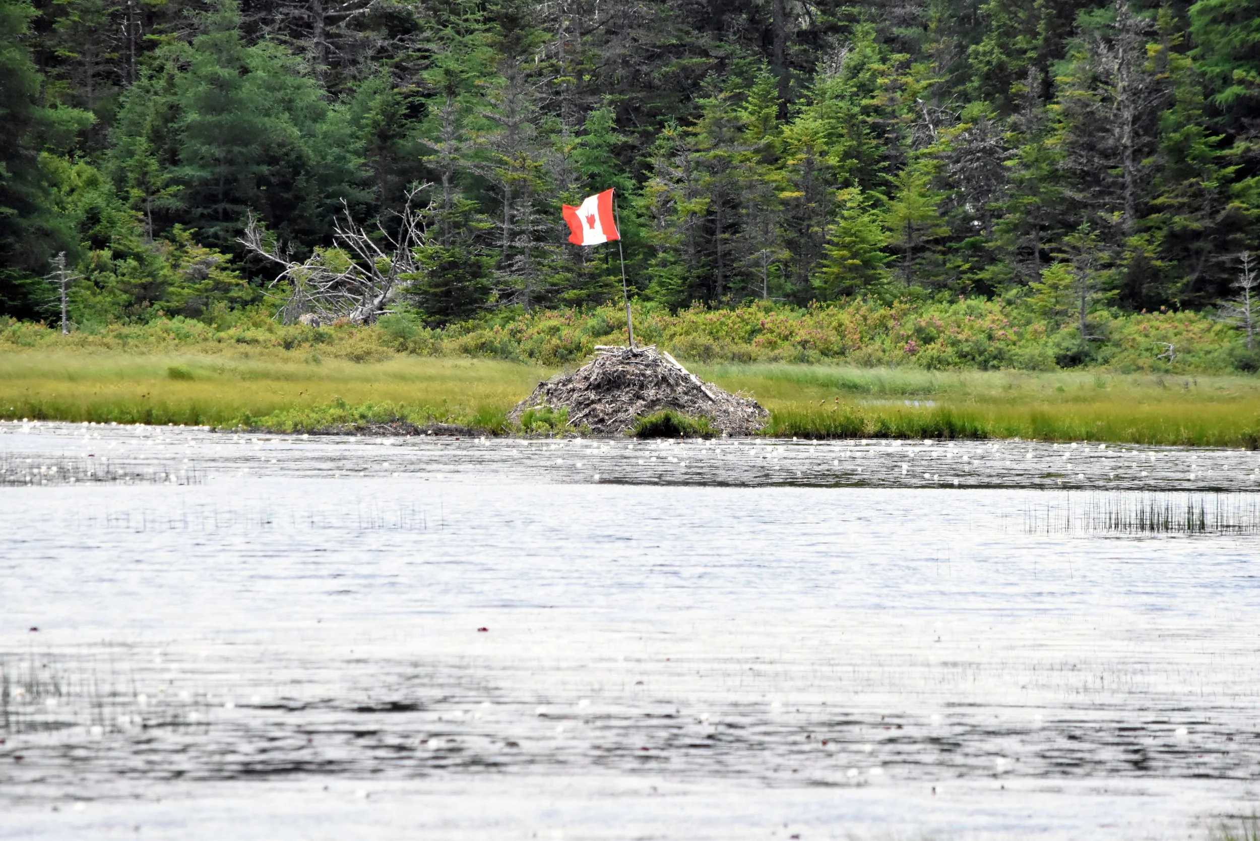 Beavers display patriotism