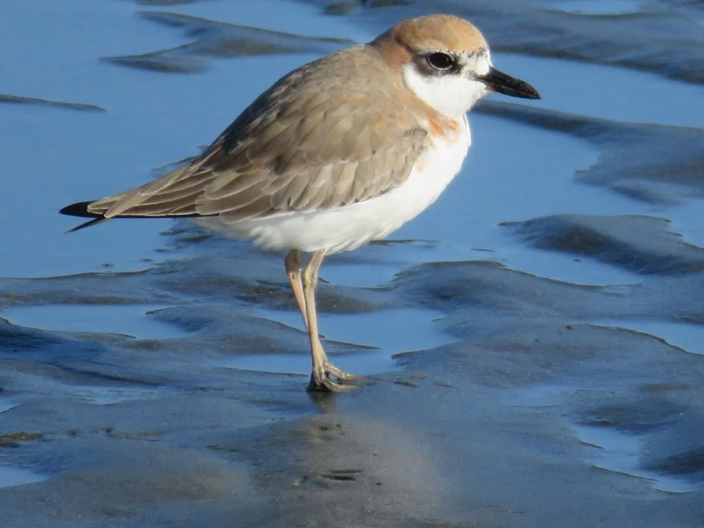  This cute little creature photographed in Biscay Bay on the southern Avalon between Portugal Cove South and Trepassey is a rare sight in North America. It’s only the third time a Greater Sand Plover has been spotted on this continent. Photo by Richard Thomas. 