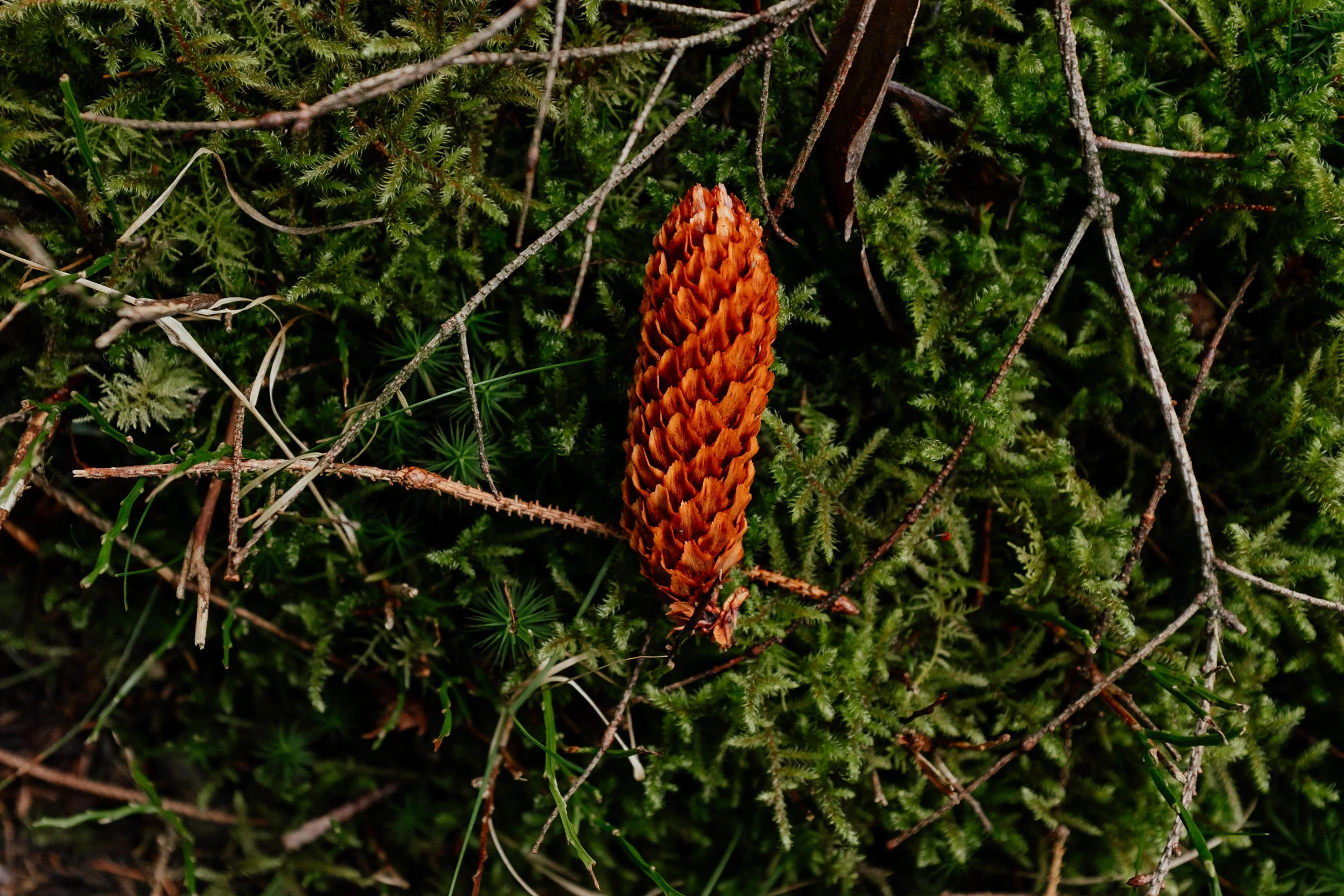 DSCF4310.jpg