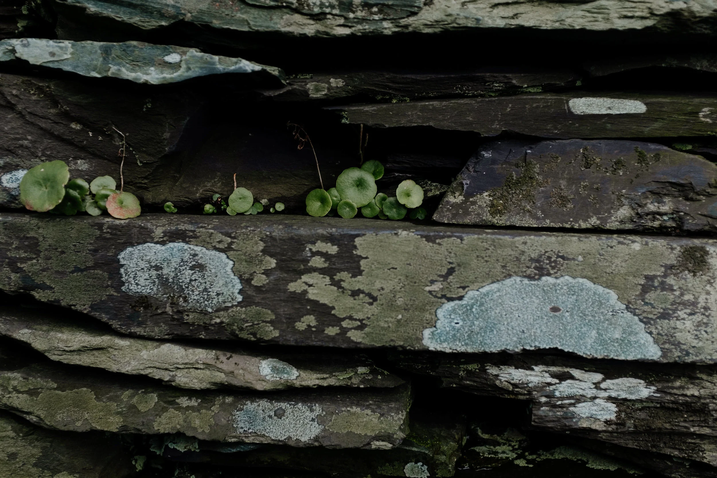 DSCF4398.jpg