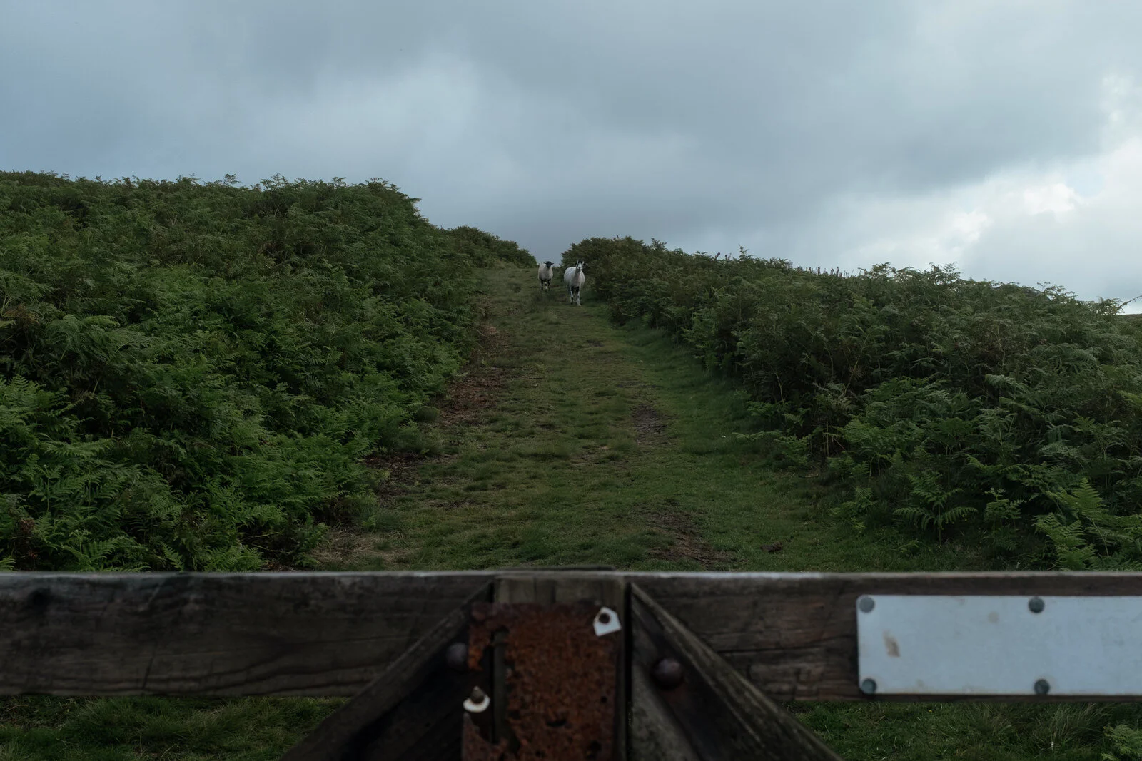 DSCF1730.jpg